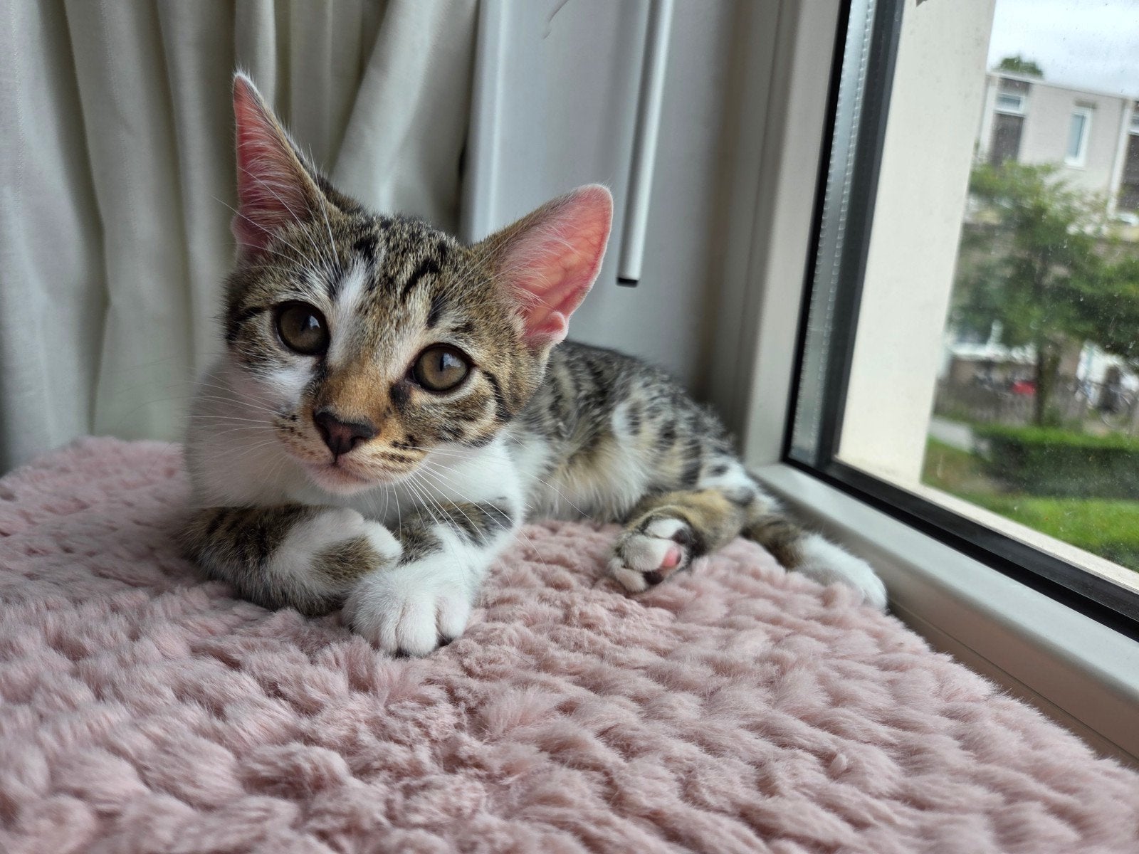 kitten (niet gratis), Poes, Kortharig, 0 tot 2 jaar