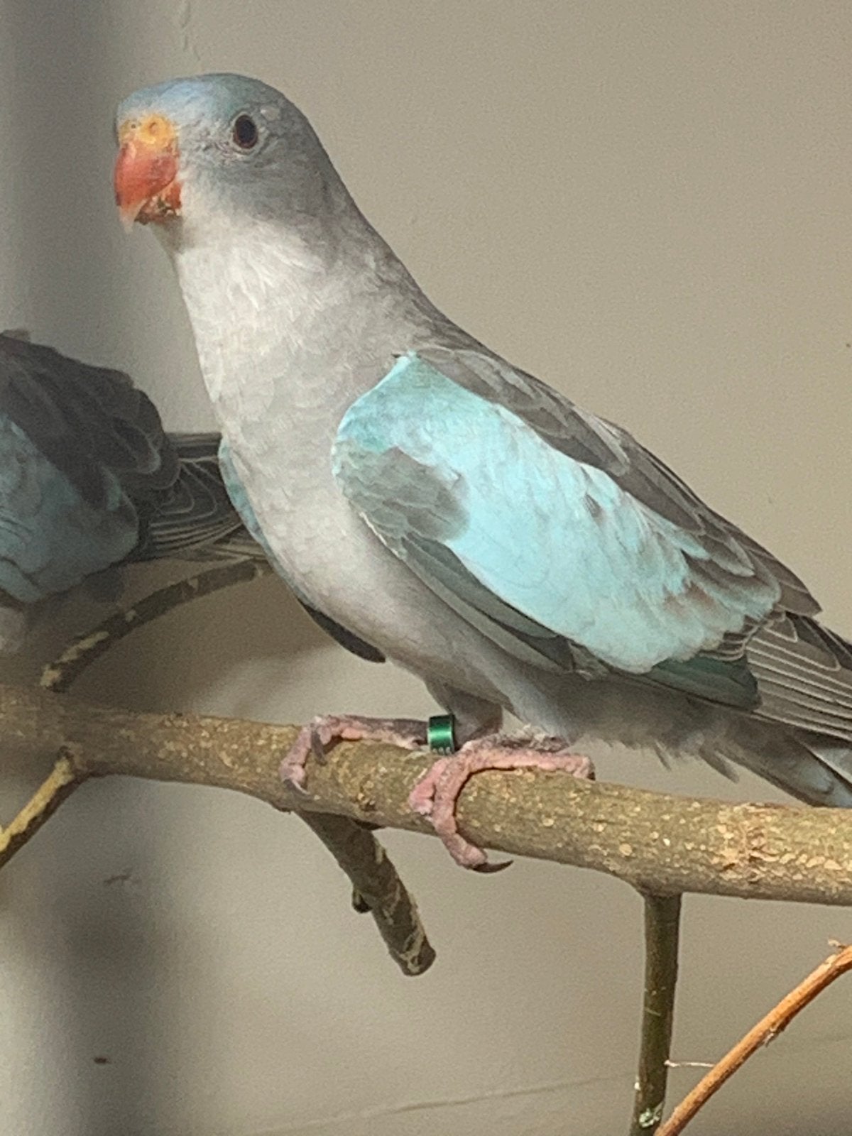Prinses of Wales koppel blauw, Dieren en Toebehoren, Meerdere dieren, Parkiet, Geringd