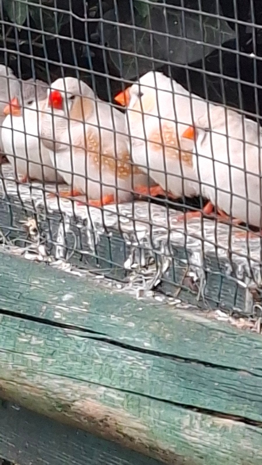6 zebravinken te koop, Dieren en Toebehoren, Mannelijk