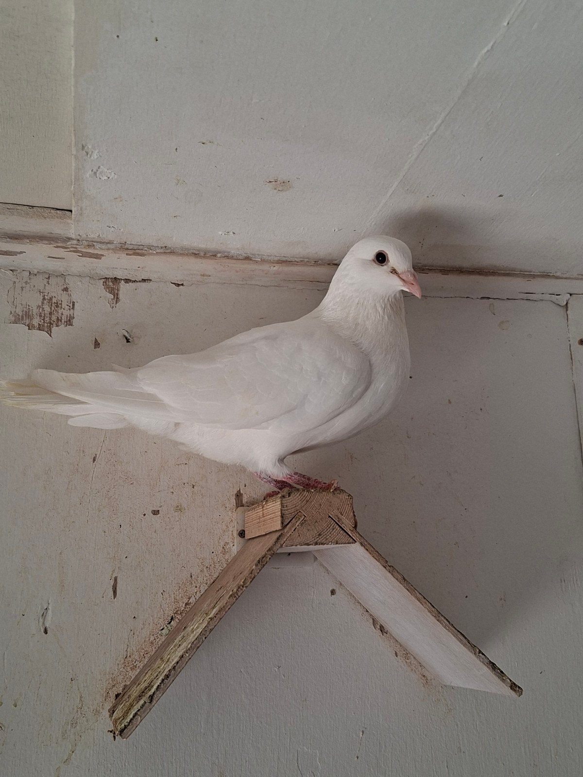 kleurpostduifkoppel te koop geel/wit., Dieren en Toebehoren, Vogels | Duiven, Meerdere dieren, Overige soorten