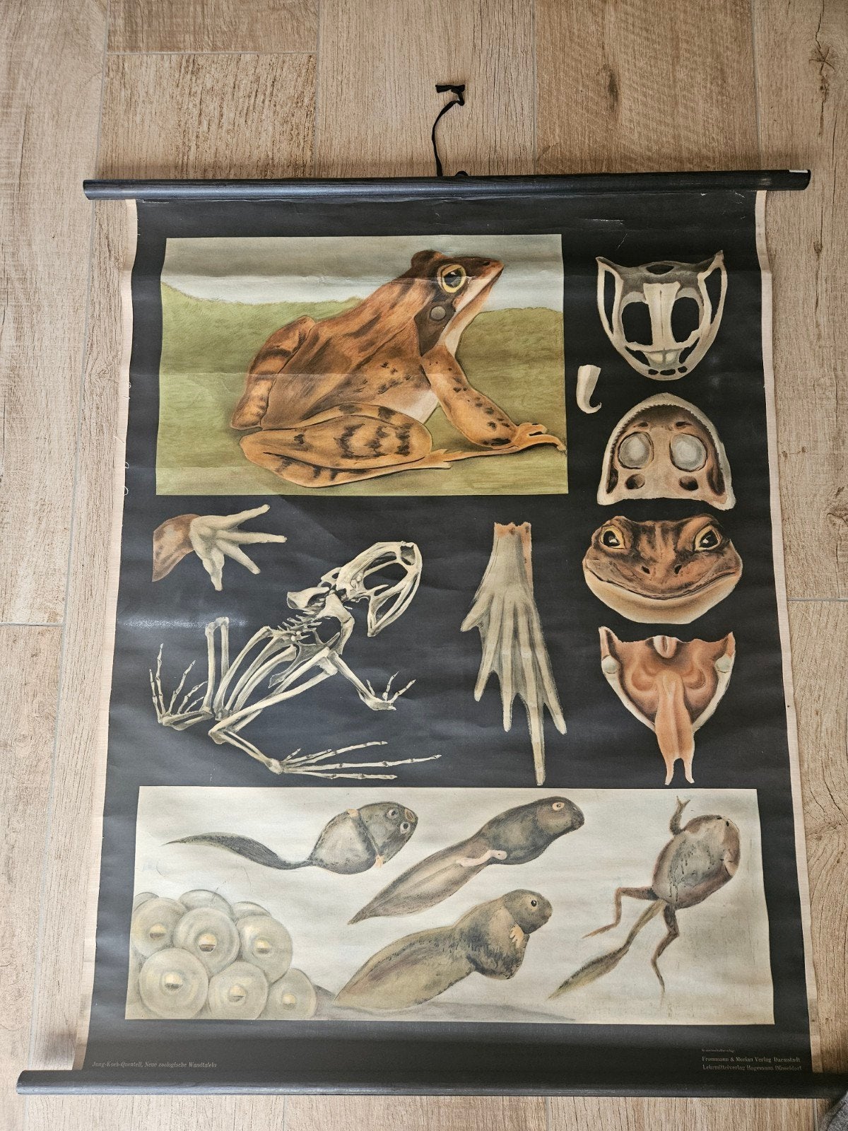 Schoolplaat: Kikker, Ophalen, Natuur en Biologie