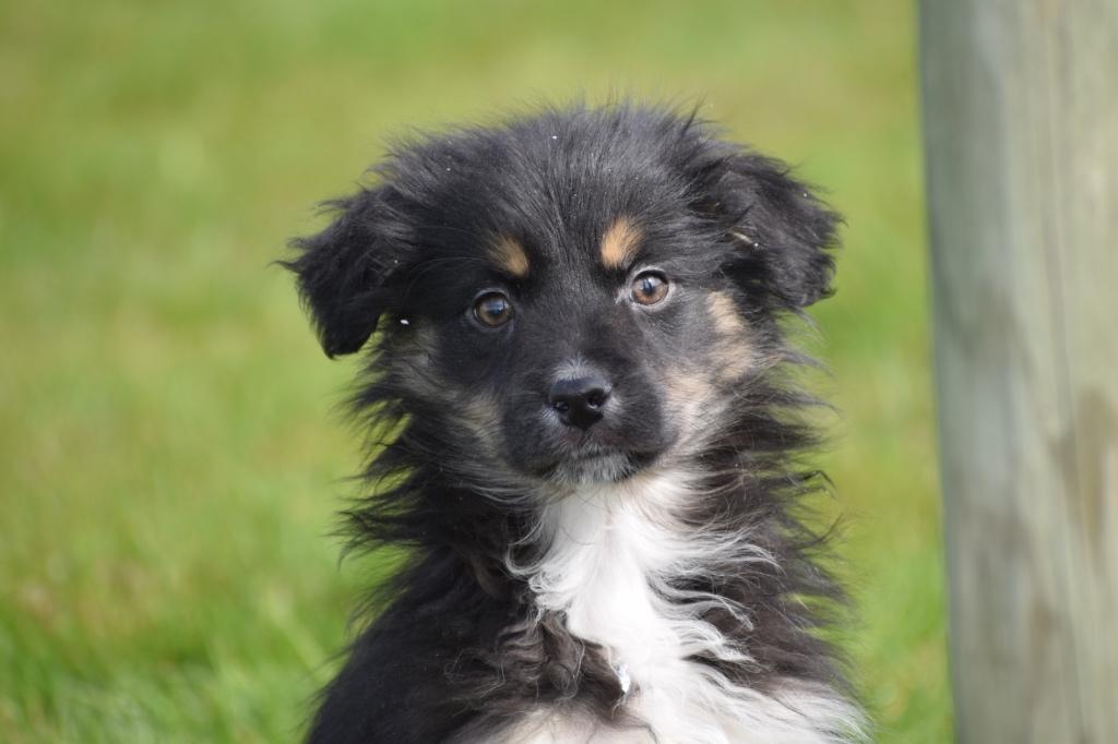 Australische herder pups Aussi, Dieren en Toebehoren, Honden | Herdershonden en Veedrijvers, België, 15 weken tot 1 jaar, Parvo
