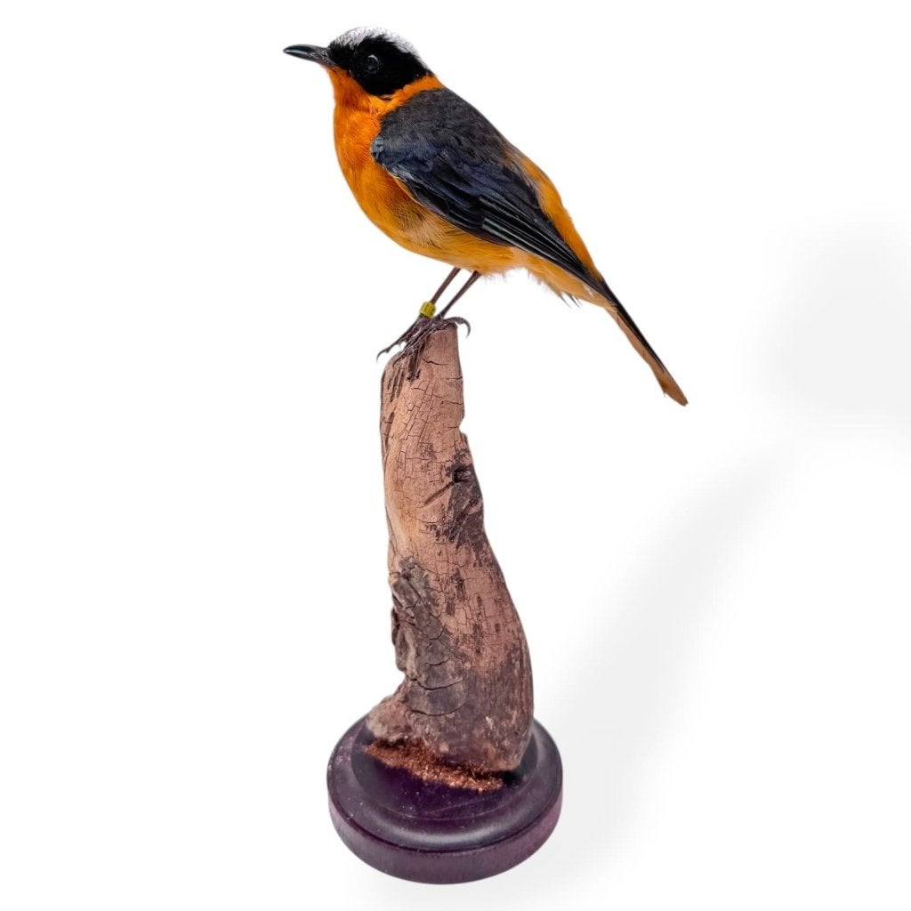 Recent Opgezette Sneeuwkaptapuit, Verzamelen, Ophalen of Verzenden, Nieuw, Vogel, Opgezet dier