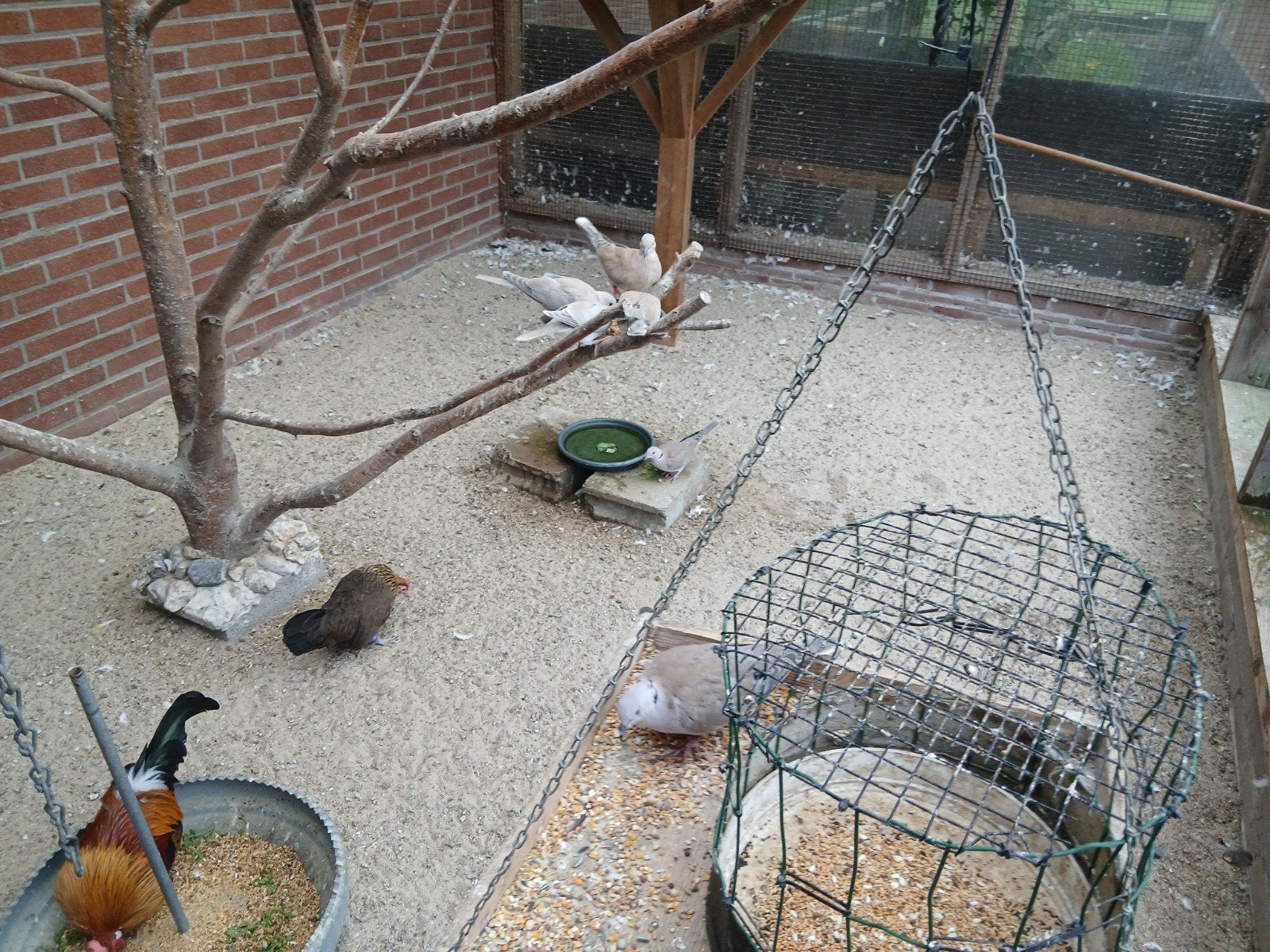 Te koop twee stelletjes Turkse tortels, Dieren en Toebehoren, Meerdere dieren