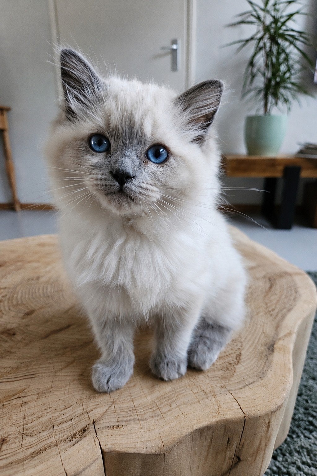 Razuivere Ragdoll blue point💚, Meerdere dieren, Gechipt, 0 tot 2 jaar