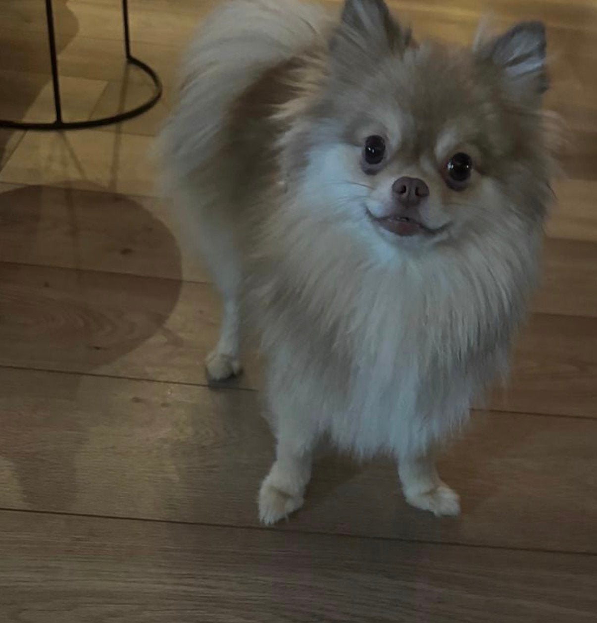 Prachtige pommeriaan pups, Keeshond, 8 tot 15 weken, Teef, Parvo