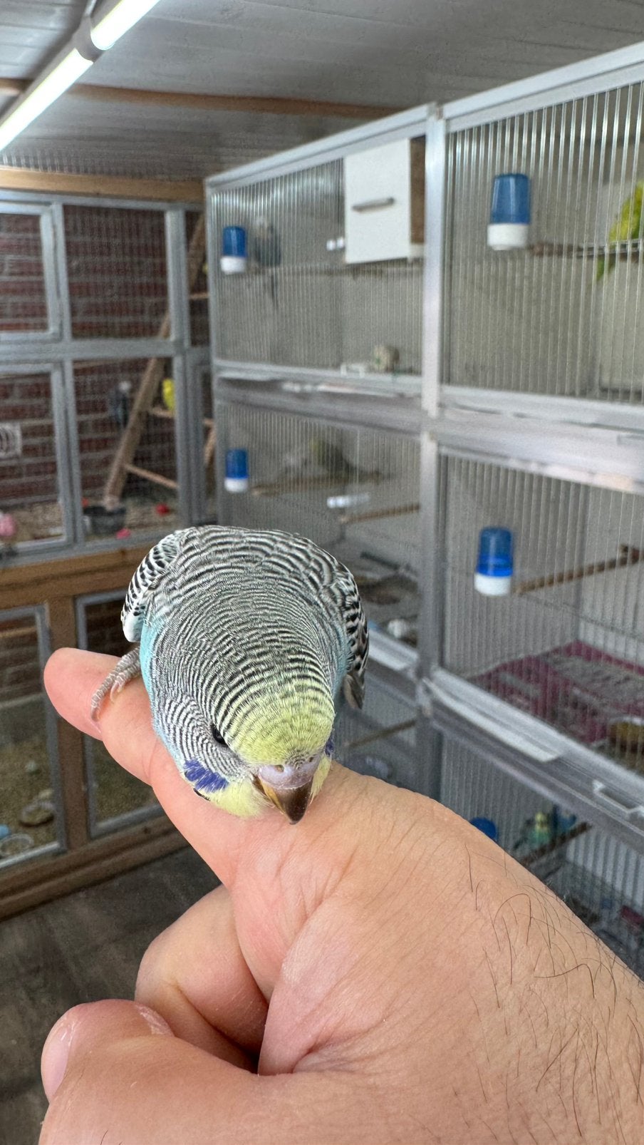 Jonge grasparkieten, Dieren en Toebehoren, Vogels | Parkieten en Papegaaien, Meerdere dieren, Parkiet, Tam