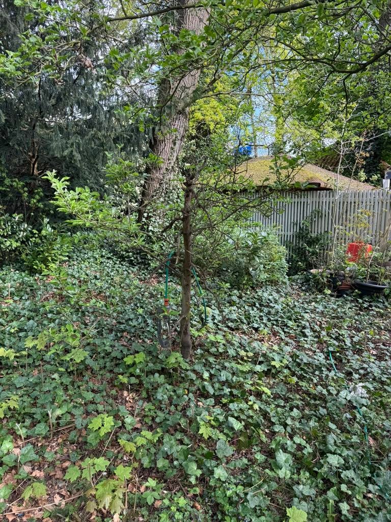 appelboom, Ophalen of Verzenden, Lente, Volle zon, Overige soorten