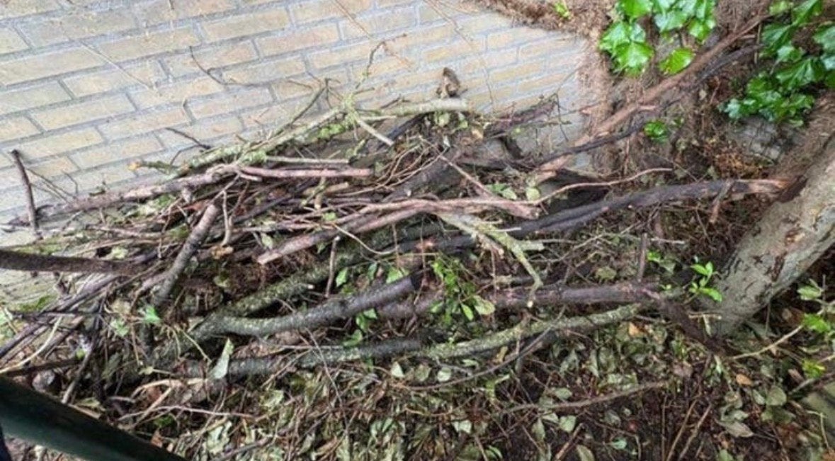 Takken snoeihout, Ophalen