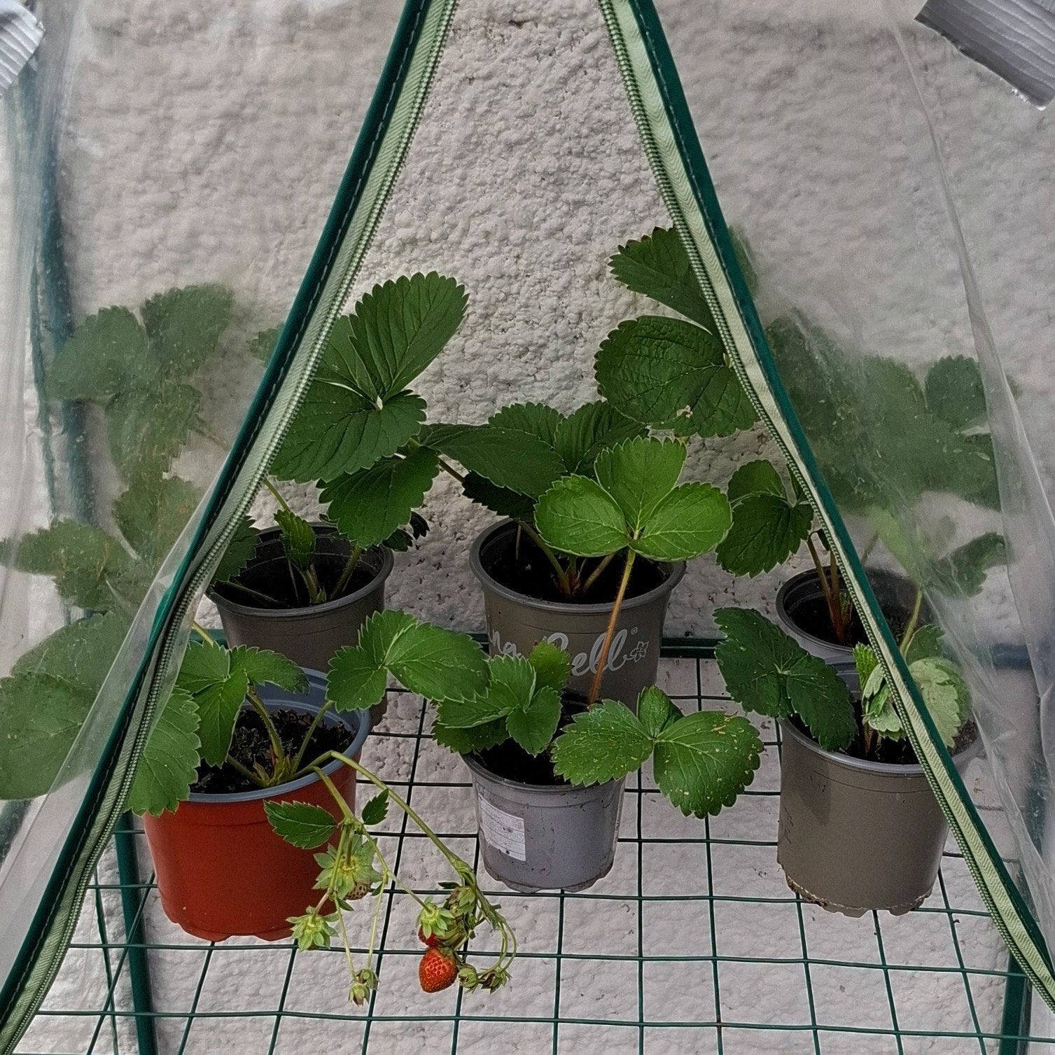 planten, Tuin en Terras, Ophalen, Volle zon