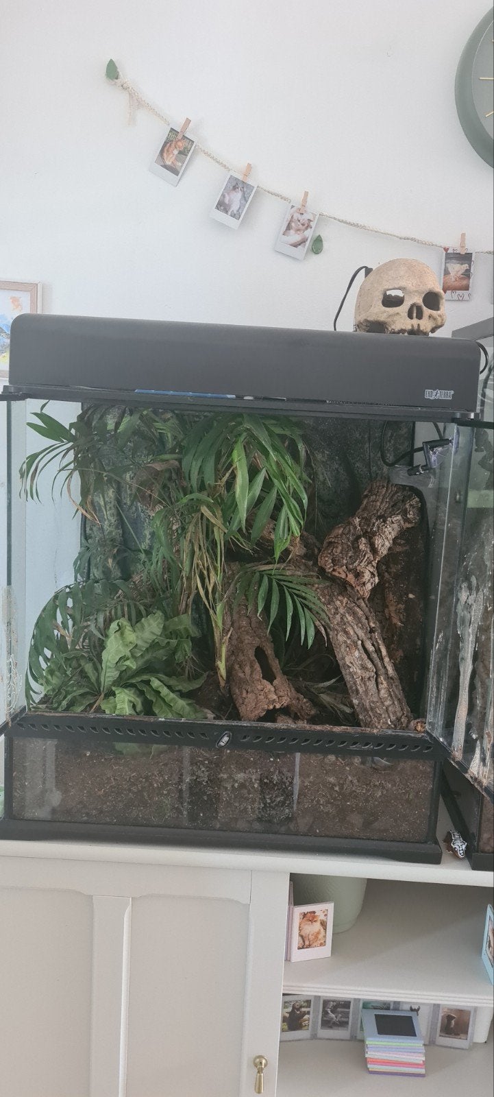 Leachianus Nuu ami gekko vrouwtje inclusief terrarium, Dieren en Toebehoren, Reptielen en Amfibieën | Toebehoren, Ophalen, Gebruikt