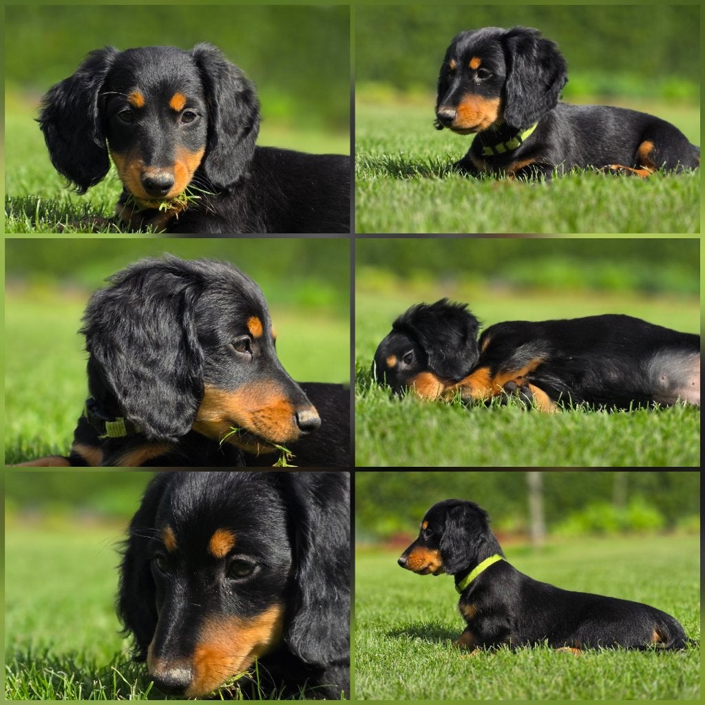 Langharige dwergteckelpups met stamboom, Reu, 8 tot 15 weken, Dwerg, Langhaar