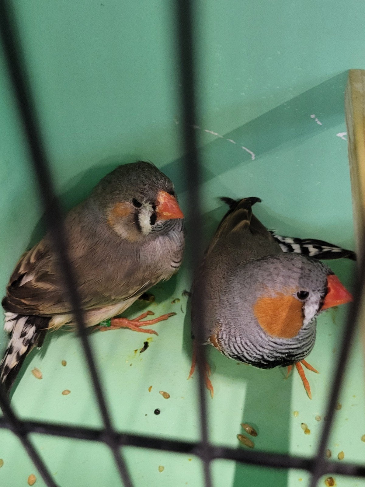 mooie koppel vinkjes groot formaat, Dieren en Toebehoren, Meerdere dieren, Geringd