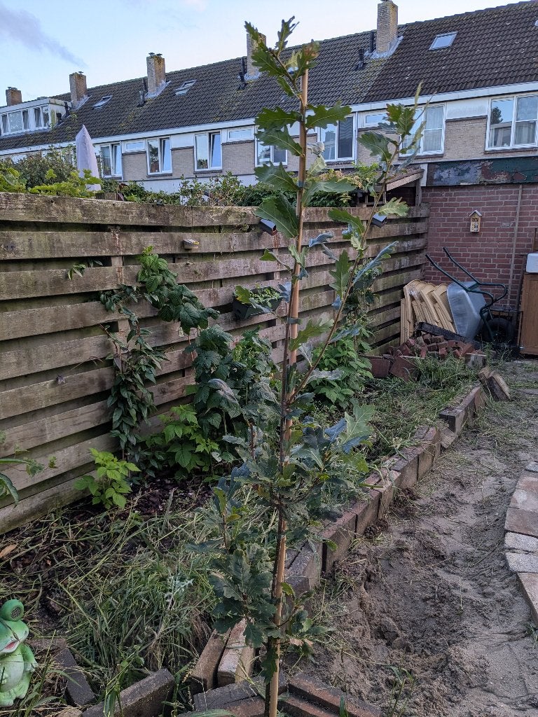 Eikenboom 1,7m, Ophalen, Volle zon, Dakboom, 100 tot 250 cm