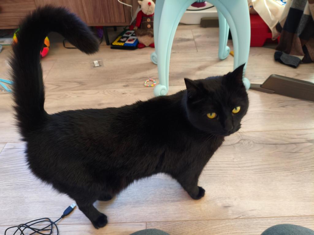 Pepsi de kat zoekt nieuwe huisje, zwarte kat met bruine gloe, Kater, Gechipt, 3 tot 5 jaar