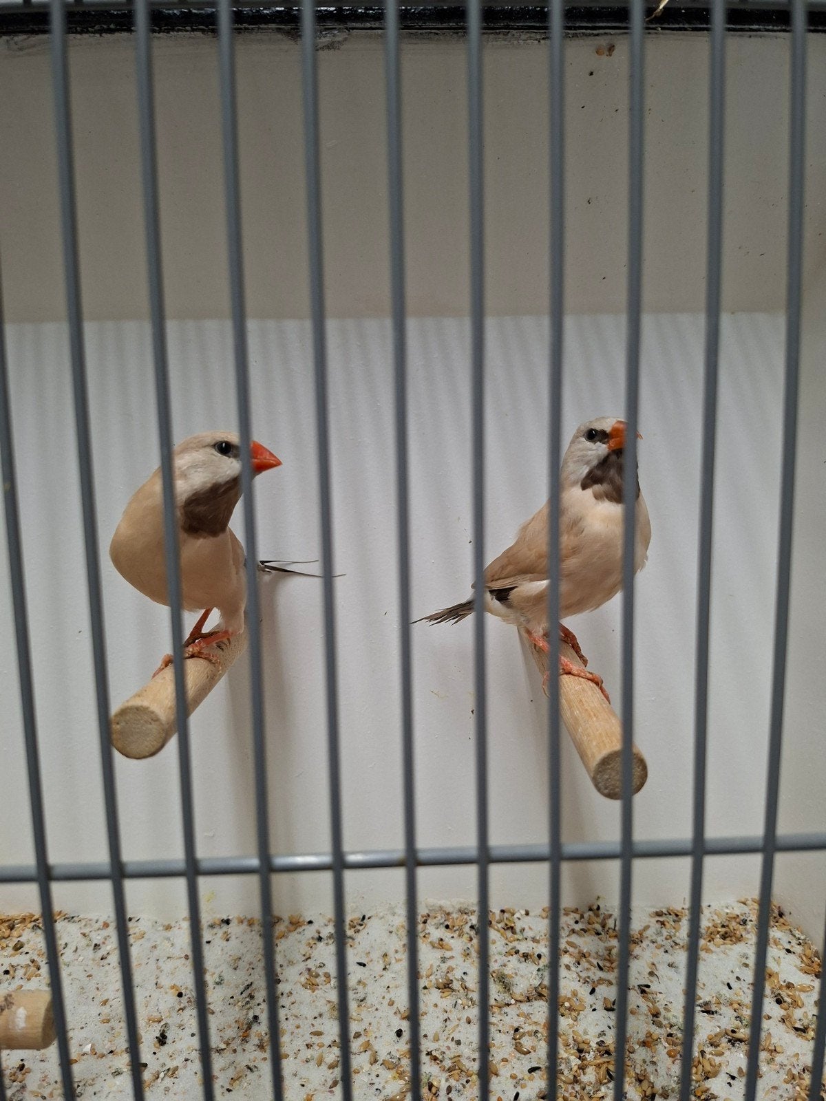 spitsstaarten, Meerdere dieren, Tropenvogel
