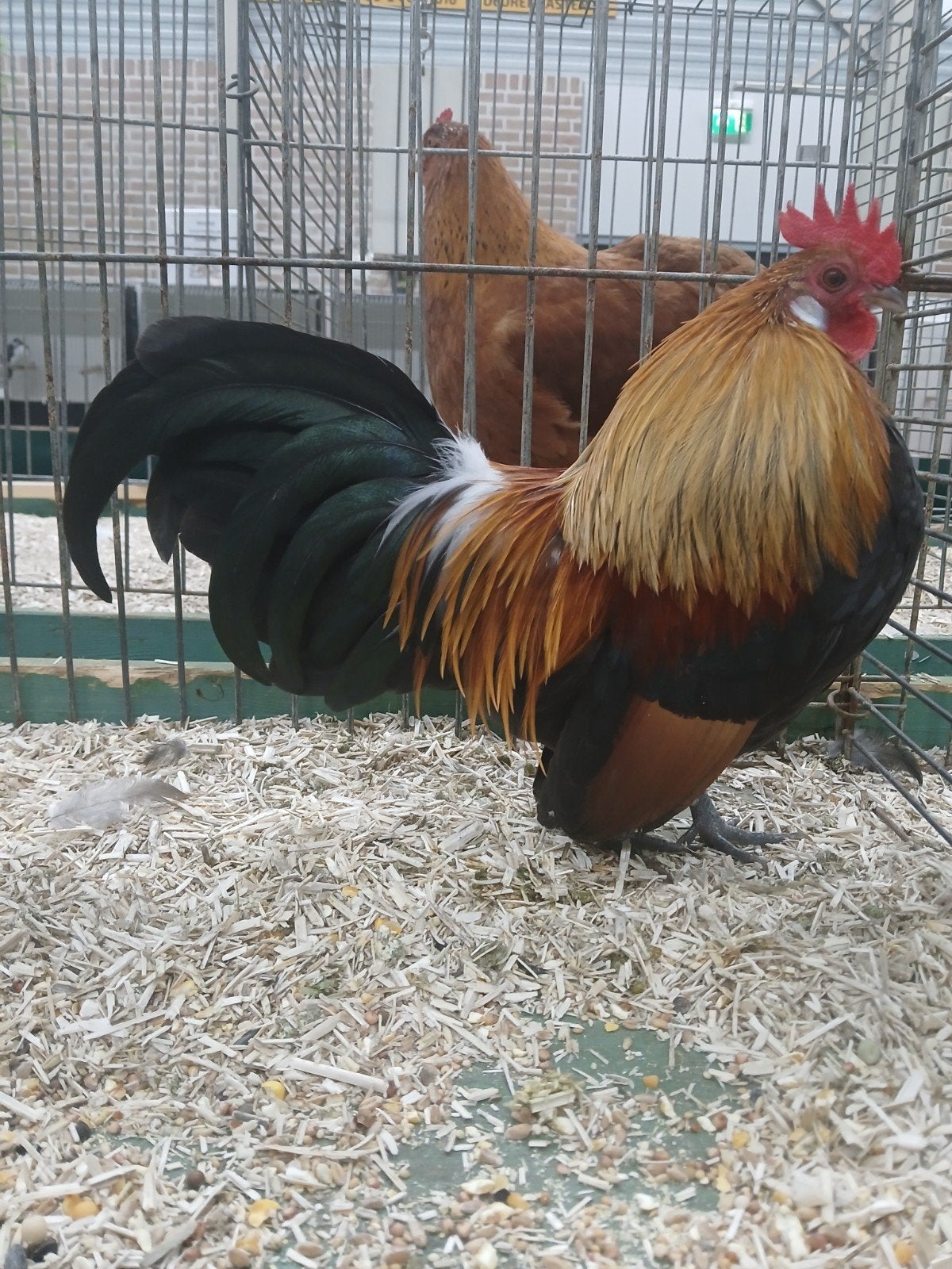 hollandse kriel patrijs kleur, Meerdere dieren, Kip