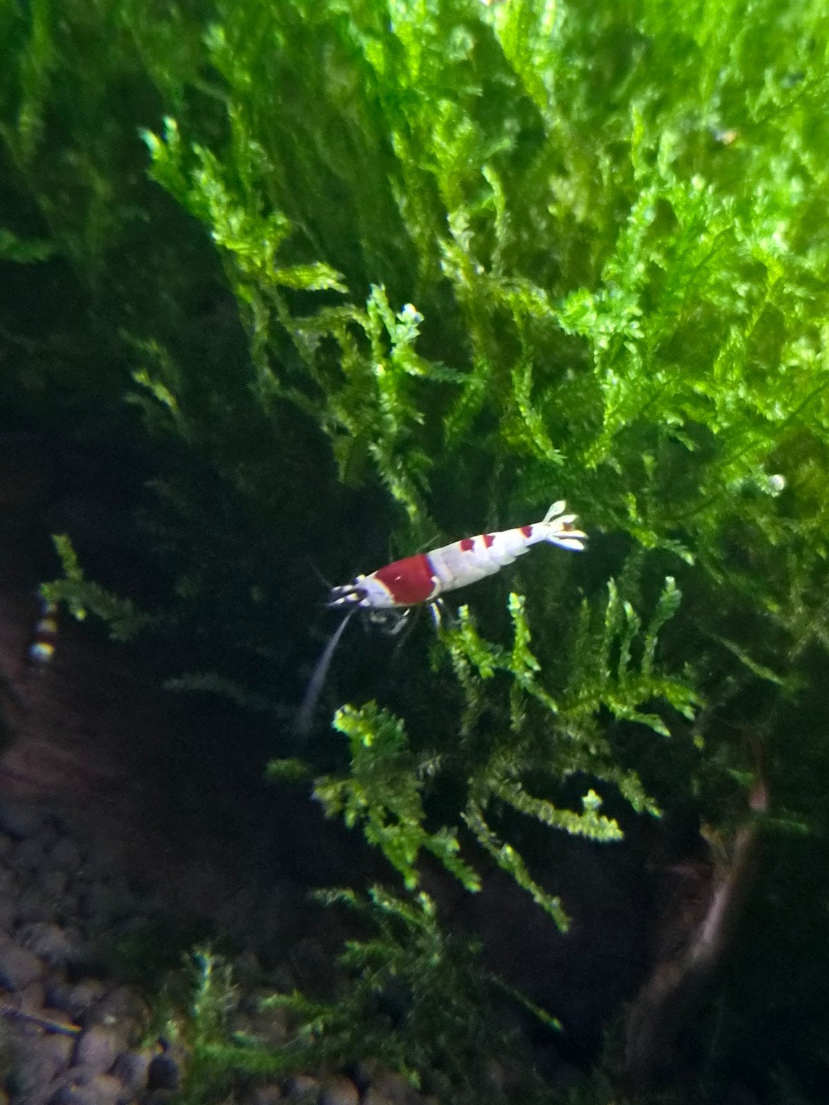 Crystal Red Garnalen, Kreeft, Krab of Garnaal, Zoetwatervis, Schoolvis