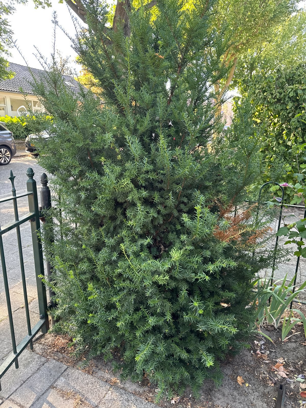 Gratis af te halen: Taxus en Palmlelies (Yucca's), Volle zon, Vaste plant, Zomer, Ophalen