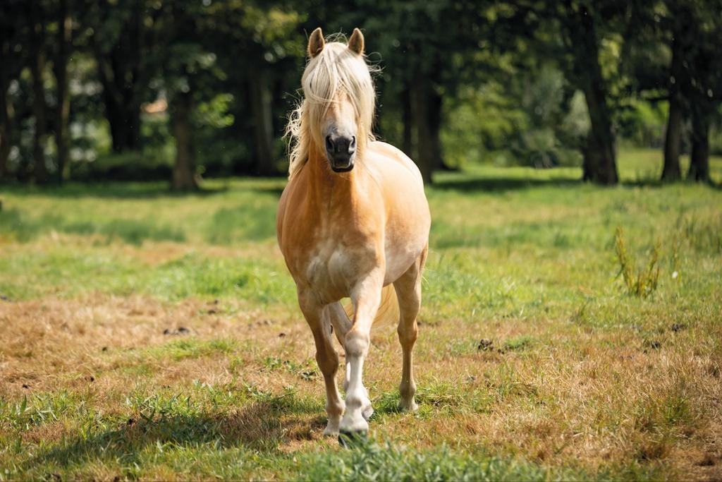 Haflinger Merrie uit 2014, Minder dan 160 cm, 11 jaar of ouder, Recreatiepaard, Merrie