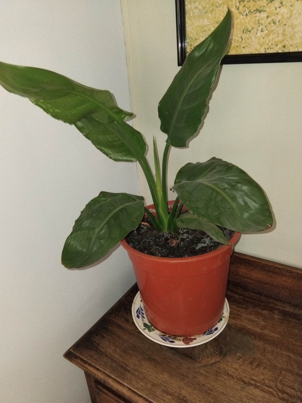 kamerplant stralitsia 60 hoog, Ophalen, Halfschaduw, Minder dan 100 cm