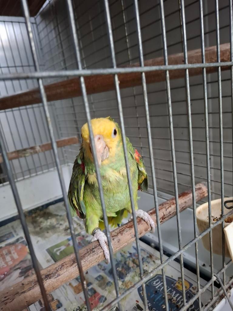 Wegens beëindiging hobby Dubbele Geelkop Amazone man, Mannelijk, Papegaai, Pratend