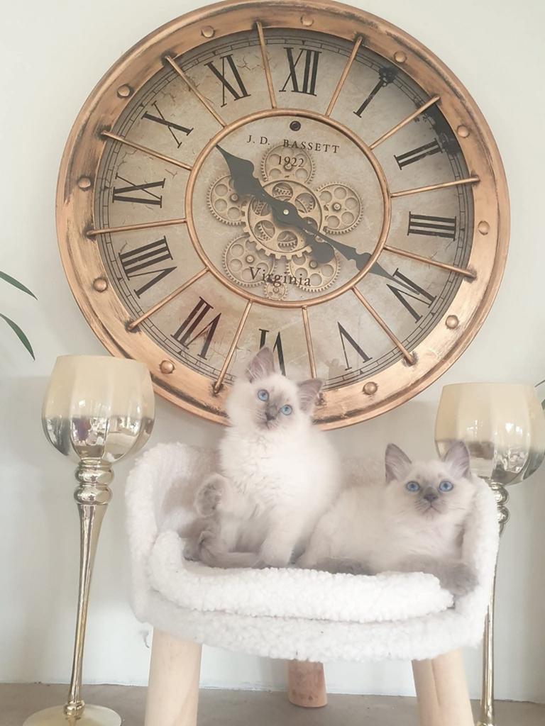 Stamboom ragdoll kitten kapioenlijn, Poes, Met stamboom