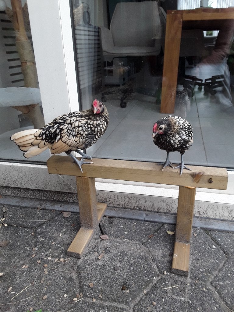1 citroen zwart gezoomde haantje sebright, Dieren en Toebehoren, Pluimvee, Mannelijk, Kip