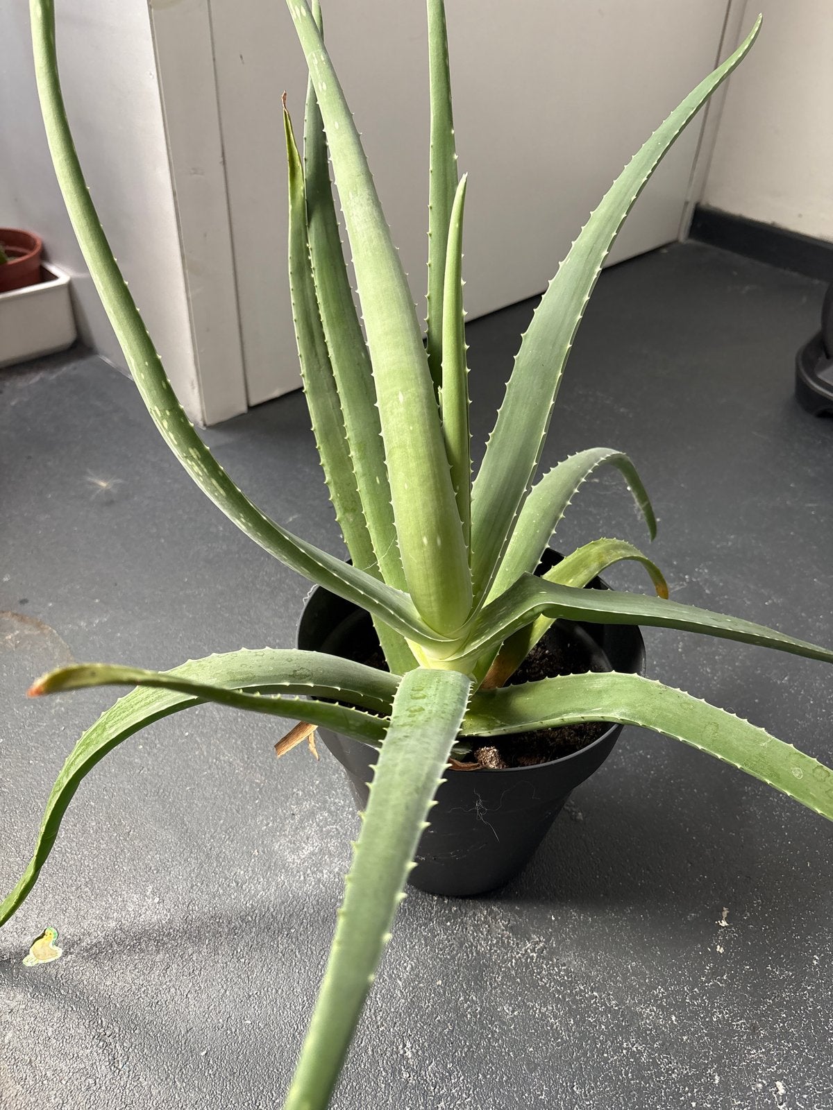 Grote Aloë Vera plant in pot, Huis en Inrichting, Ophalen, Vetplant, In pot, Minder dan 100 cm