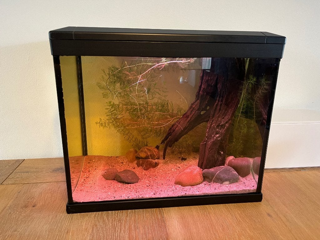 Aquarium ingericht + achterwand, Ophalen, Inclusief deksel, Zo goed als nieuw, Gevuld zoetwateraquarium