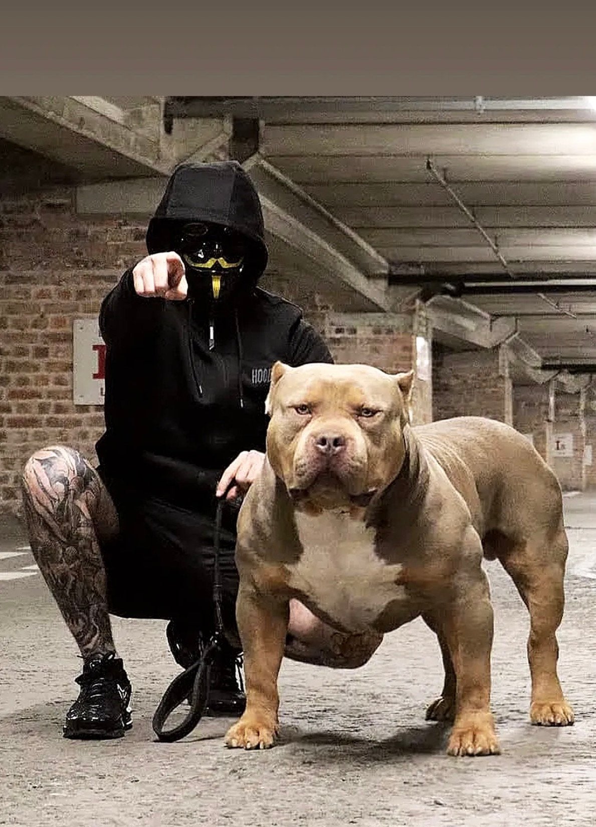 American bully xl pup, Parvo, 8 tot 15 weken, Eén hond, Nederland