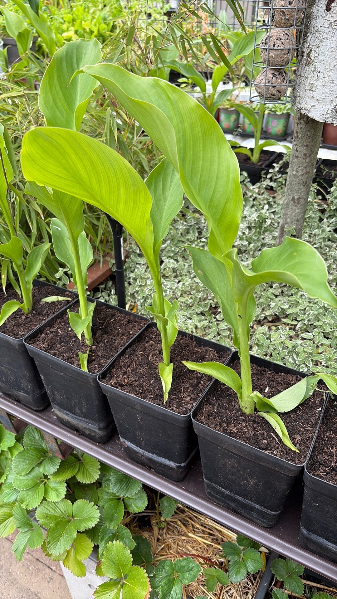 Canna s. Rood, Volle zon, Vaste plant, Zomer, Ophalen