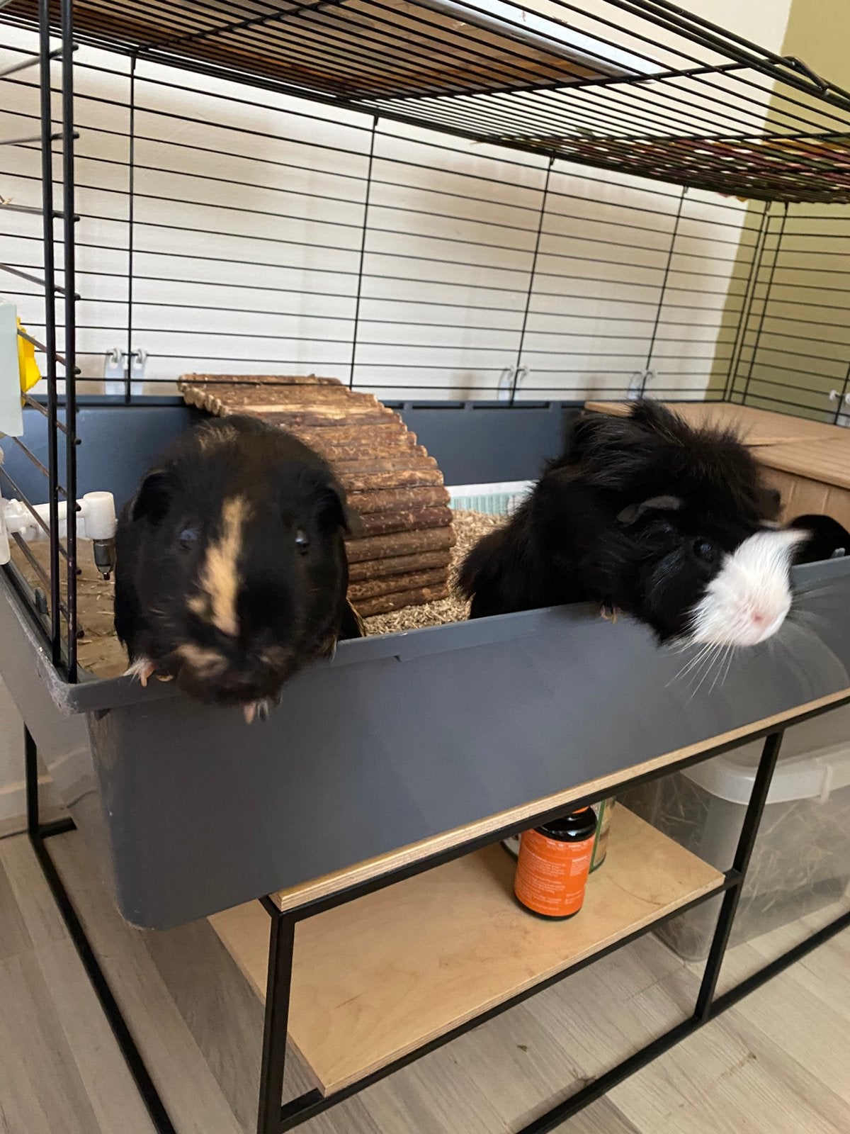 Leuke Cavia Beertjes zoeken een nieuw thuis  2 en 4 jaar, Dieren en Toebehoren, Cavia, Juni, Mannelijk, Tam
