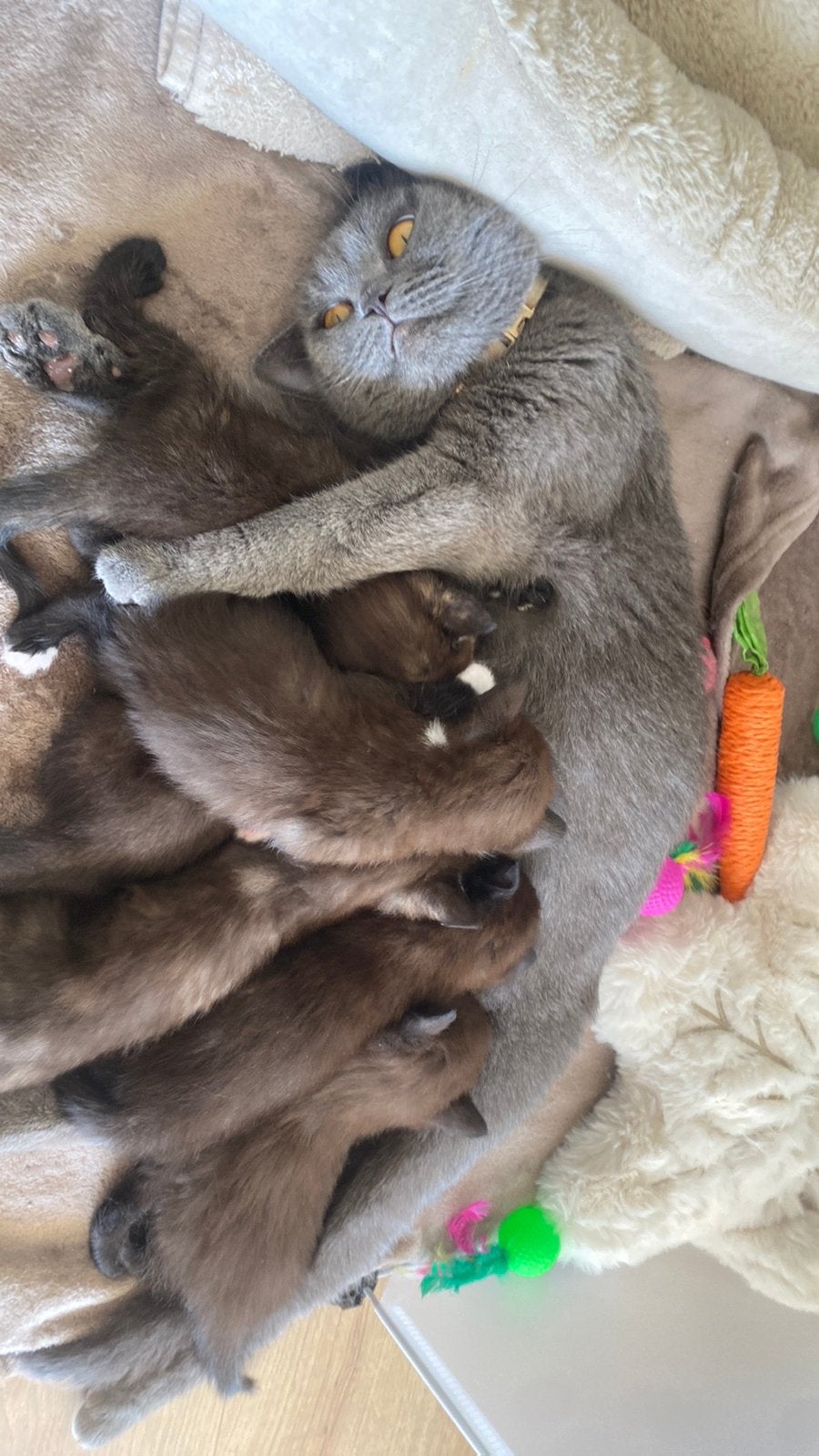 Britse korthaar kittens