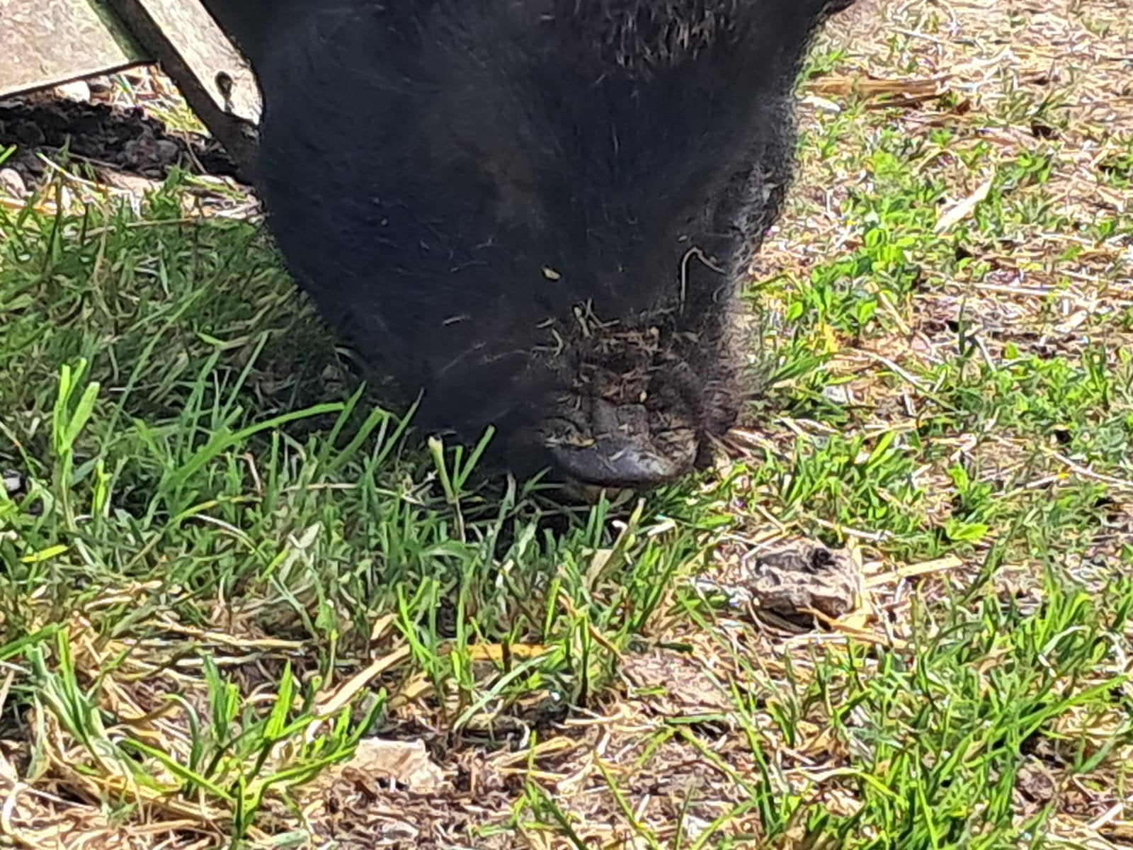 varkens beeren...., Dieren en Toebehoren, Mannelijk, Varken, 0 tot 2 jaar