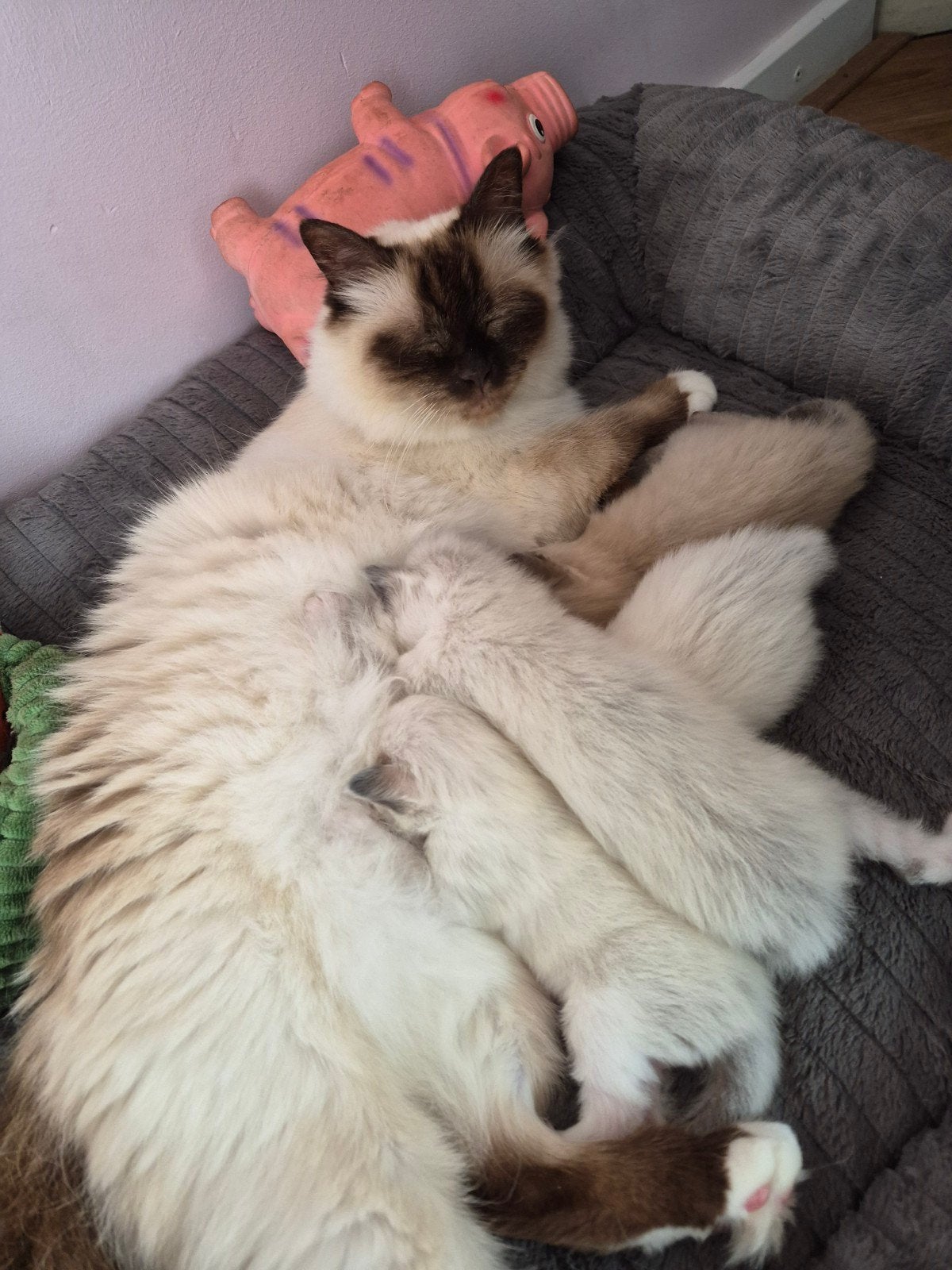 Heilige birmaan/ ragdoll kittens, Meerdere dieren, 0 tot 2 jaar