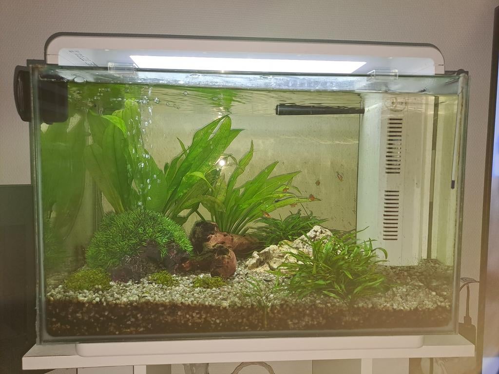 Superfish aquarium 60 liter incl. vissen/garnalen., Dieren en Toebehoren, Ophalen, Inclusief toebehoren, Gebruikt, Gevuld zoetwateraquarium