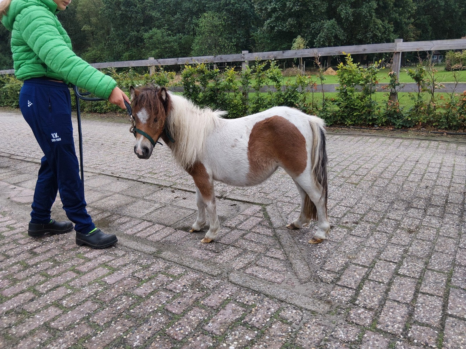 mooie bonte merrie, Merrie, A pony (tot 1.17m), Gechipt, 0 tot 2 jaar
