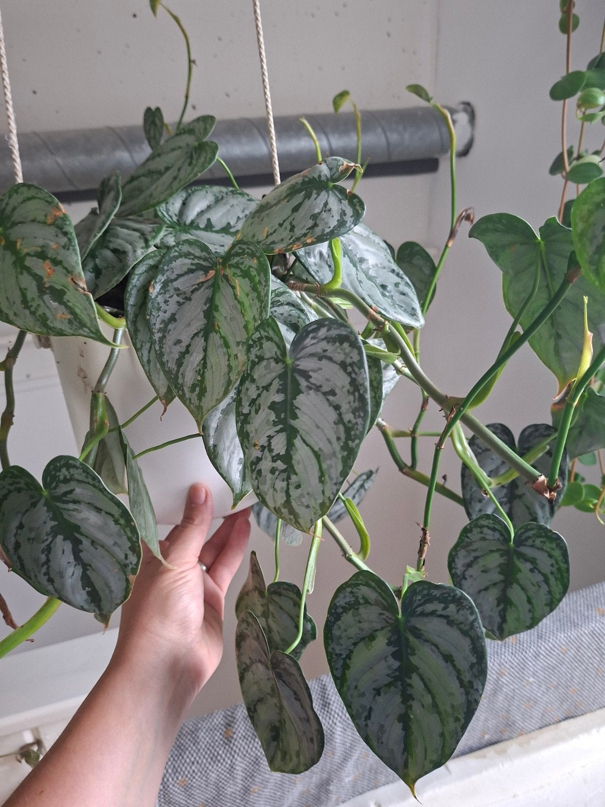 philodendron brandtianum stekjes, Ophalen of Verzenden, Halfschaduw, Minder dan 100 cm