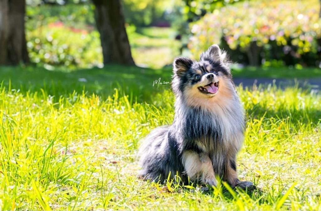 Dekreu kleinkees pommeriaan, Reu, Eén hond, 3 tot 5 jaar, Nederland