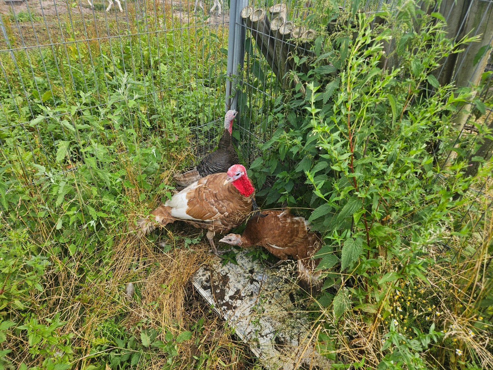 Gezocht! Eenden ganzen kalkoenen etc, Dieren en Toebehoren, Pluimvee, Meerdere dieren, Kalkoen