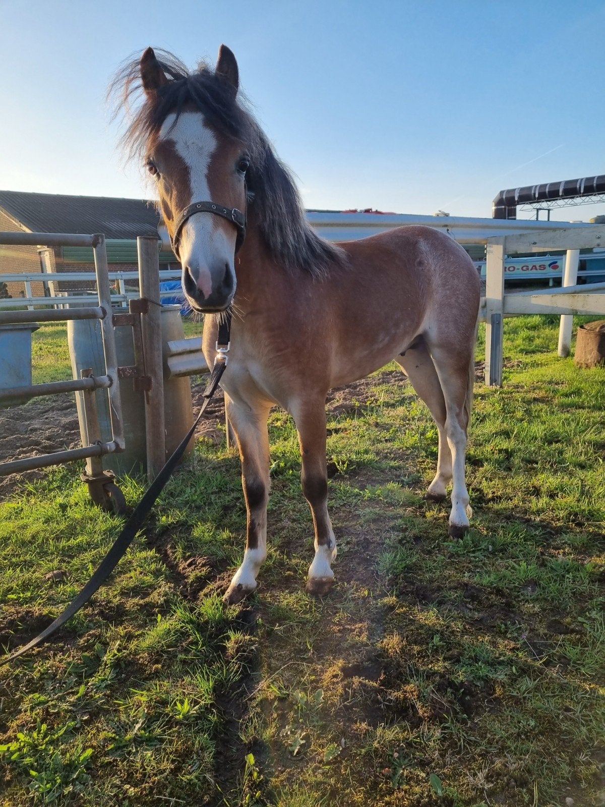 Welsh A jaarling Hengst, Hengst, Minder dan 160 cm, 0 tot 2 jaar