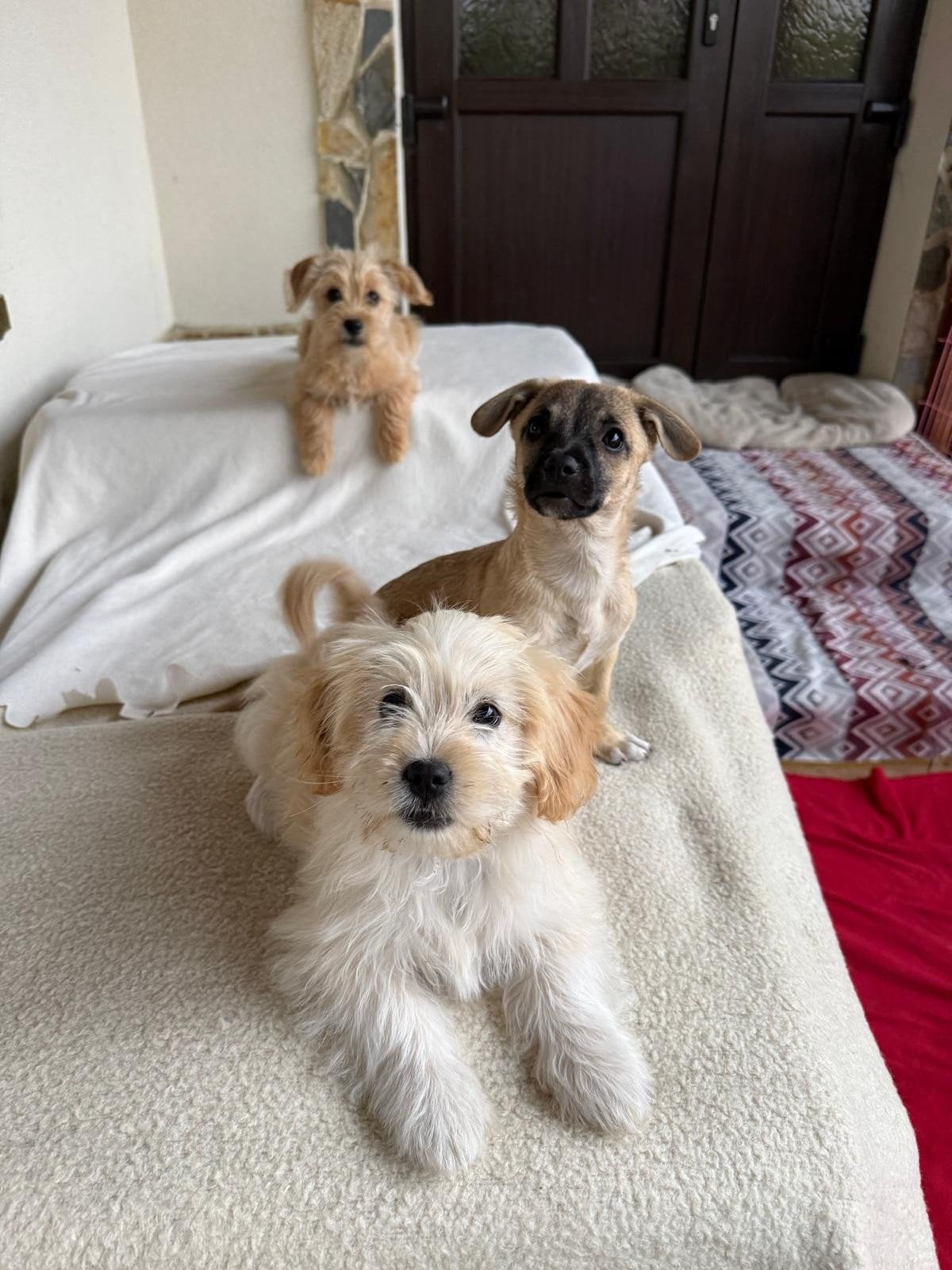 BICHON /malteser puppy's adoptiehond roemenie, Particulier, Overige rassen, 8 tot 15 weken, Buitenland