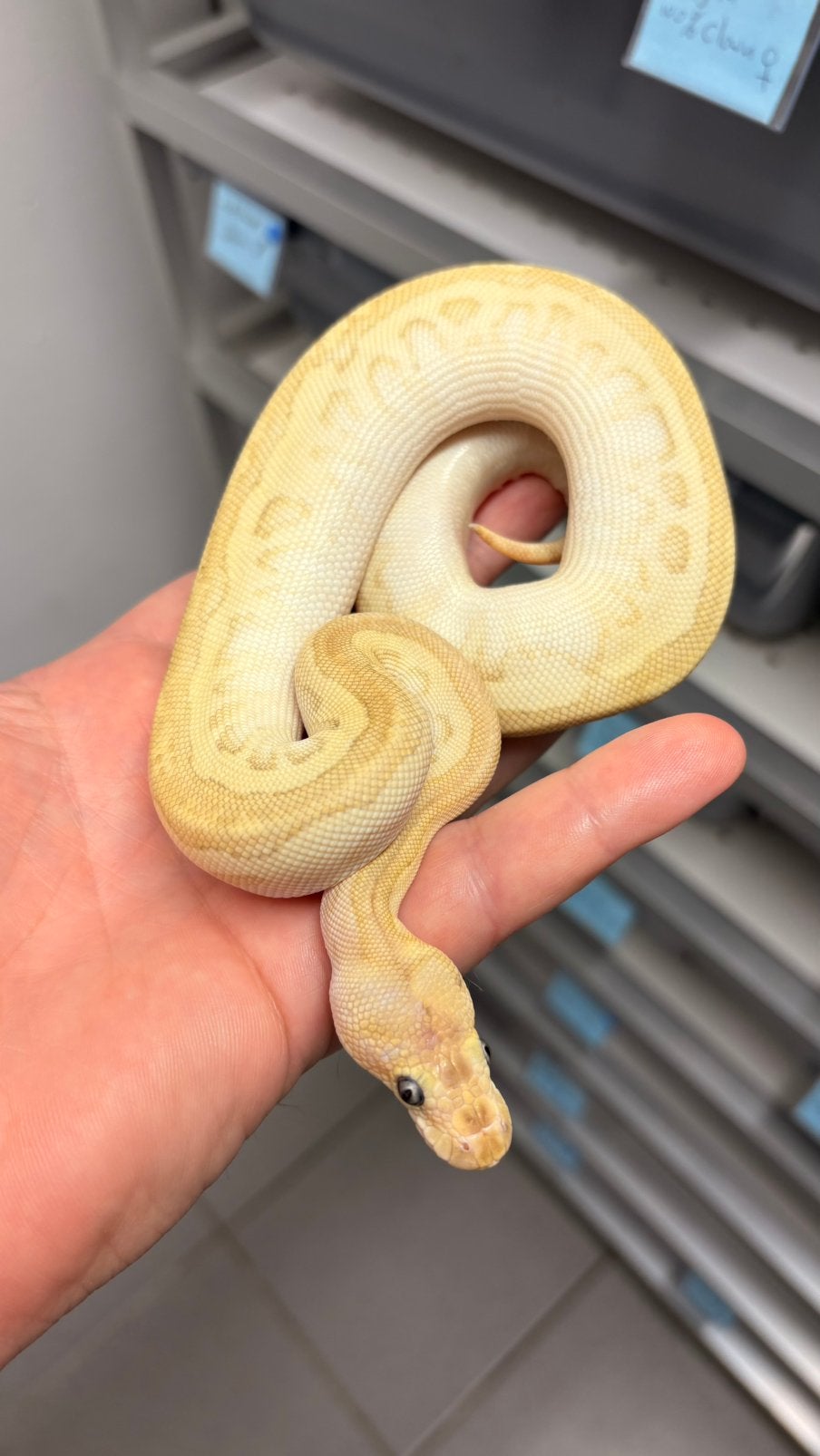 0.1 pastel spotnose fire butter clown ball python Ball Python - female for sale from KAS