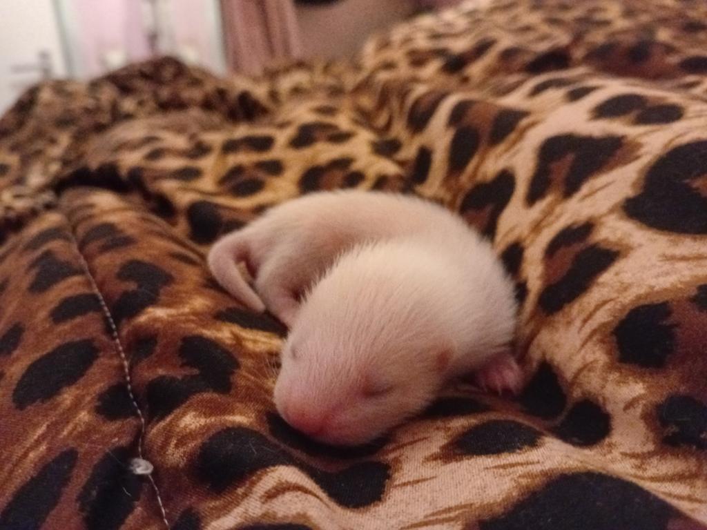 Lieve frettenpups fret pup, Mei, Meerdere dieren, Fret