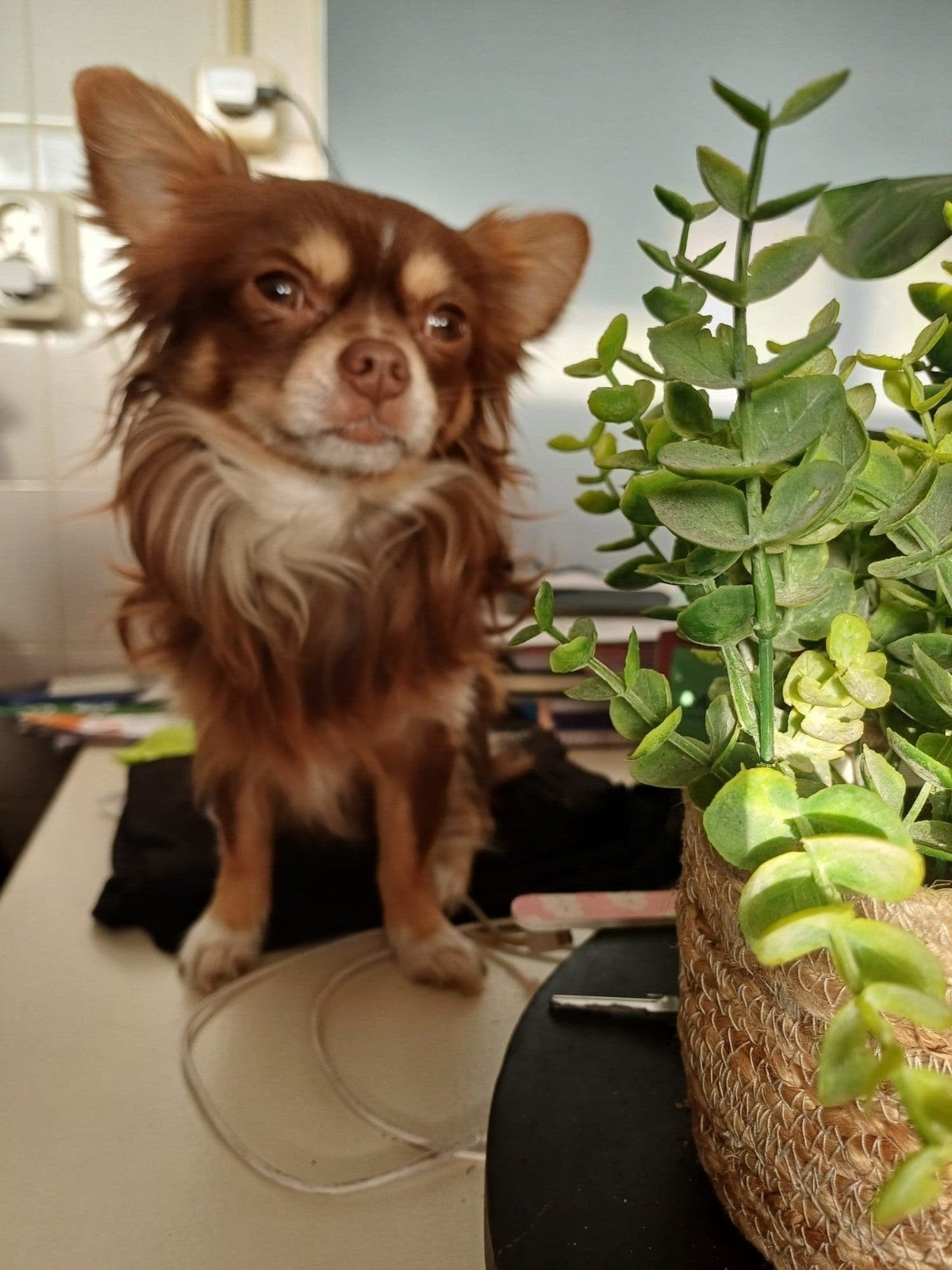 Chihuahua pup teefje, 8 tot 15 weken, Teef, Parvo, Eén hond