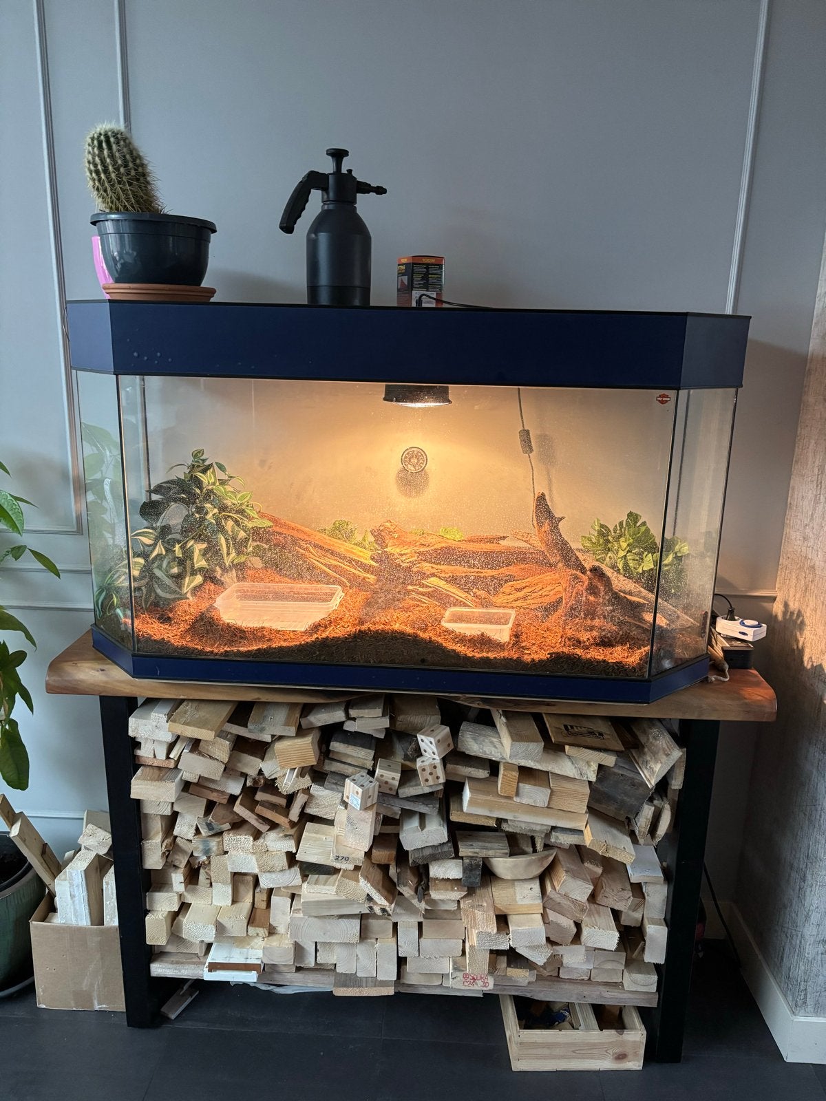 Te koop een mooie rattenslang Rat Snake photo 10
