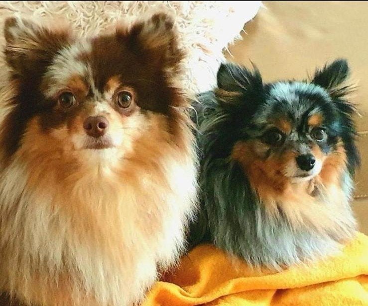 Lieve Pomeriaantjes zoeken samen een nieuw thuis, Keeshond, Teef, Meerdere, 3 tot 5 jaar