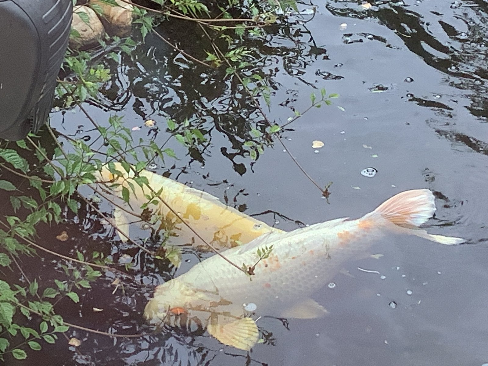 Koi karpers, saras, steur en vijverfilters, Dieren en Toebehoren, Vissen | Vijvervissen, Karper of Koi