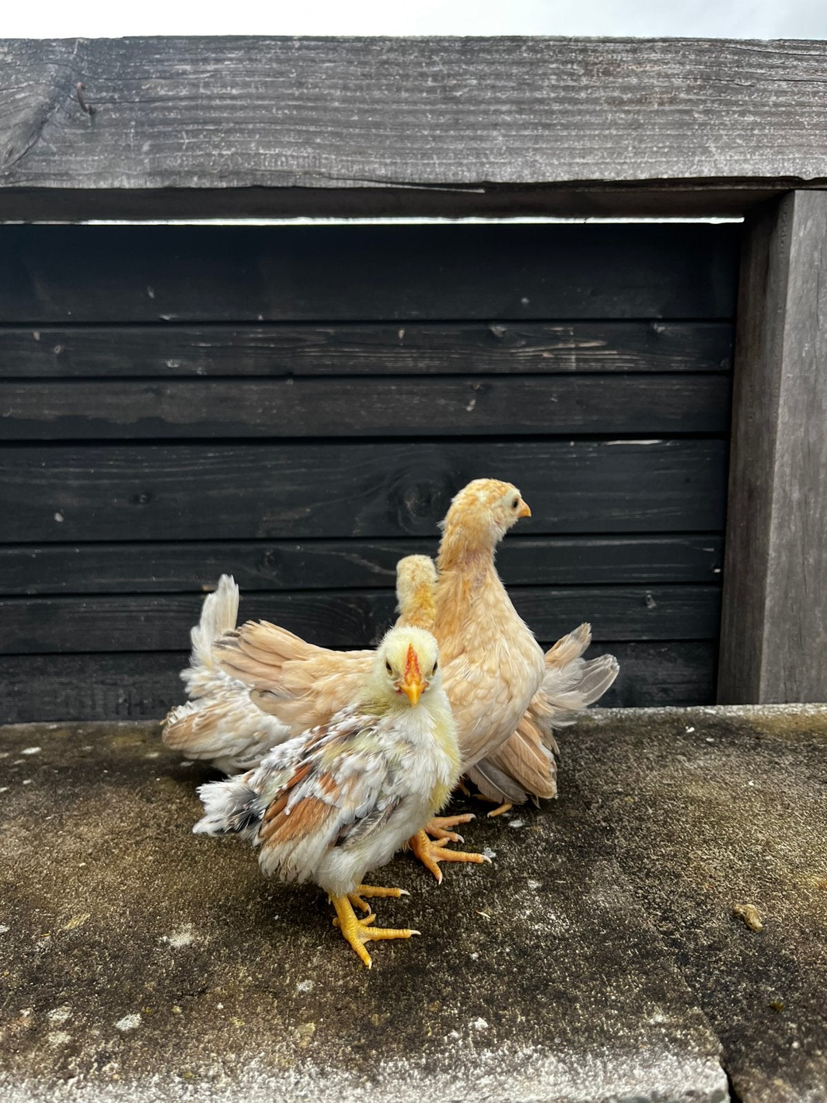 Serama’s, Dieren en Toebehoren, Pluimvee, Meerdere dieren, Kip